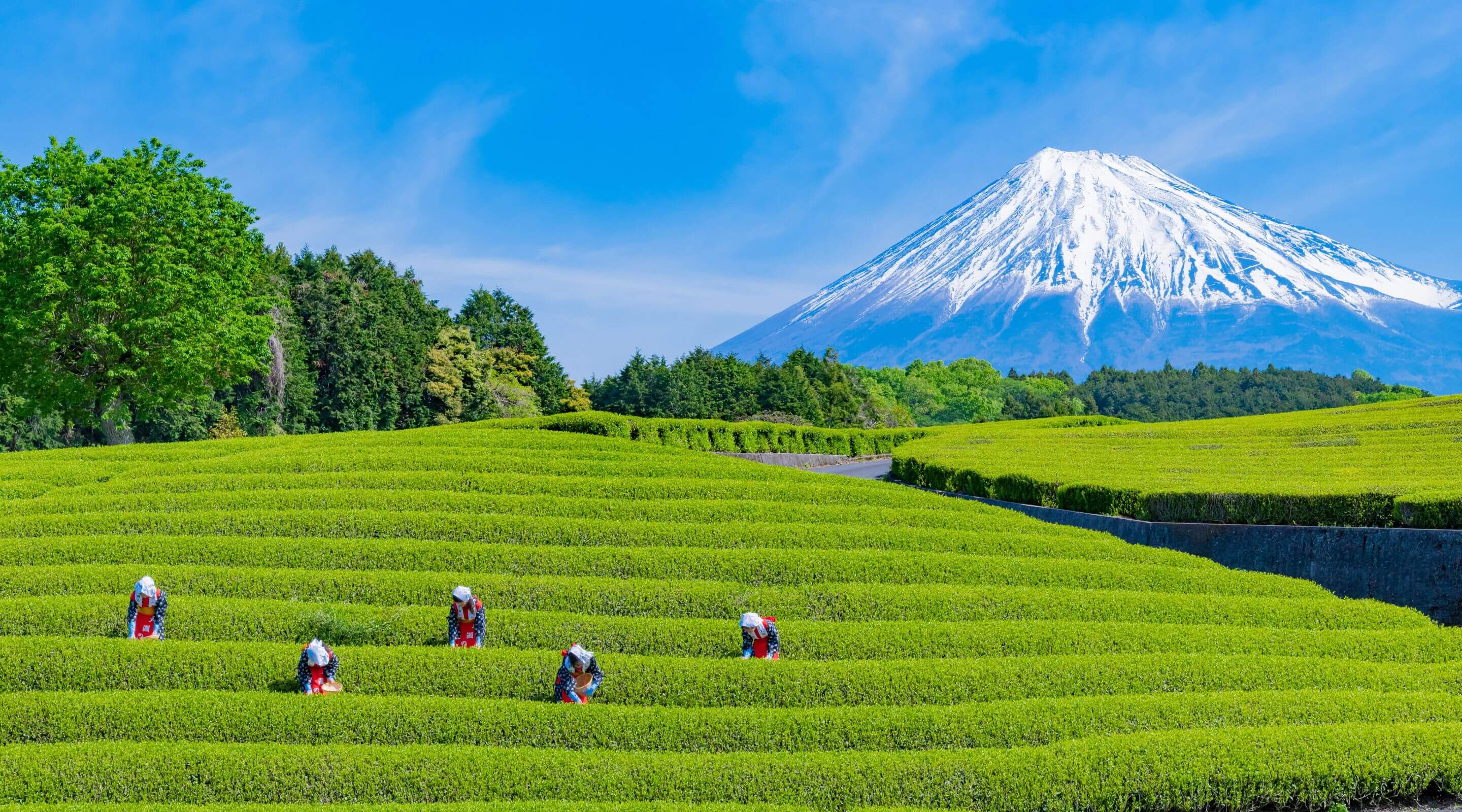 富士山と茶畑の写真